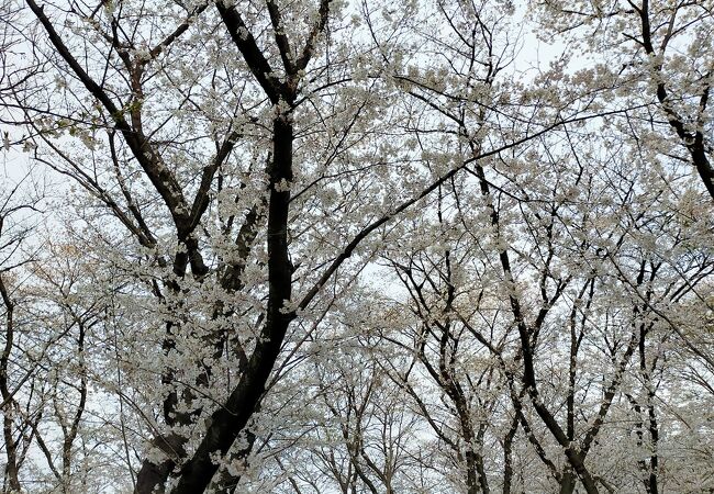 桜がきれいでした