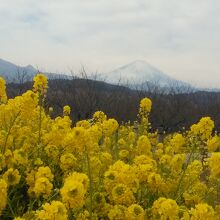 富士山と菜の花と富士山、青空ではなく霞んでいて残念でした。