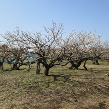 坂田城址三郭と梅