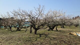  横芝散策・坂田城址で坂田城址に行きました