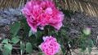 冬牡丹が美しい