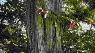 国の天然記念物に指定