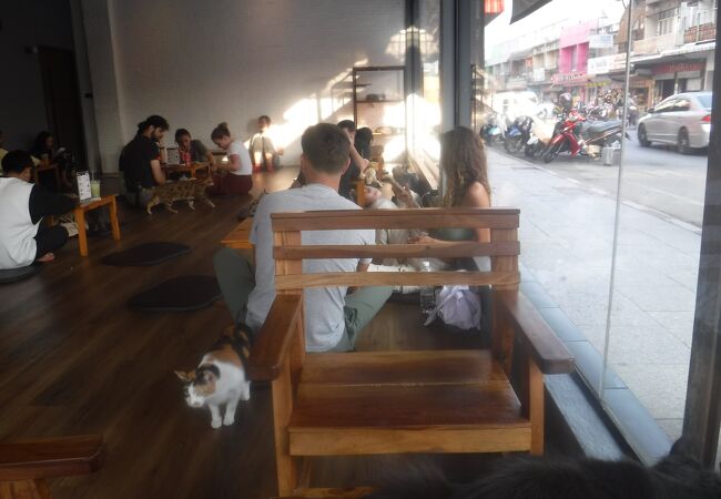 Cat 'n' A Cup Cat Cafe