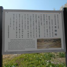 石部桜の説明板
