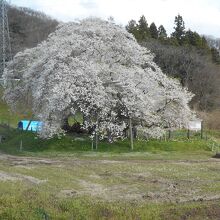 石部桜