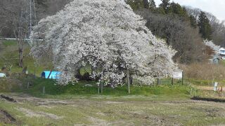 石部桜