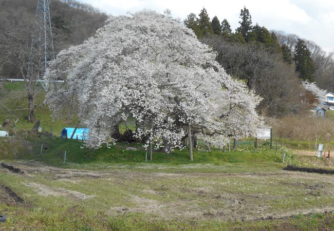 枝を大きく広げる樹齢約600年と推定されるサクラ