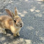 うさぎの魅力を存分に味わえる島★