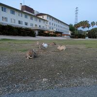 夜行性のうさぎを堪能するには宿泊すべし
