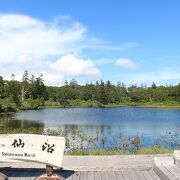 最初は樹林帯の中、途中から湿原の中を歩きます。