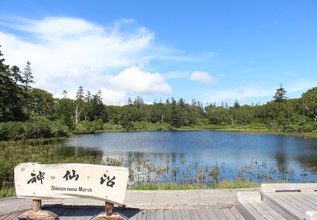 最初は樹林帯の中、途中から湿原の中を歩きます。