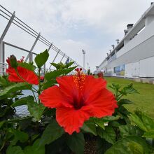 ハイビスカスが咲いていました。