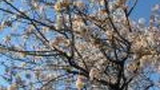 南国っぽい雰囲気