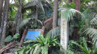 ヤエヤマヤシの群落は木道が整備されて、とても歩きやすかったです。