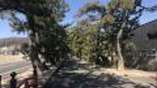 岡山県下最大級の松並木