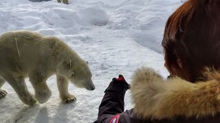 元気なポーラーベア―