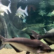 淡水魚の水族館