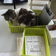 猫ちゃんが店番？してました。