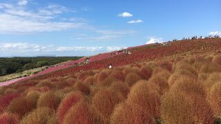 国営ひたち海浜公園