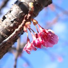 河津桜は少しだけ咲いていました