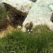 雄山山頂の裏で雷鳥に遭遇