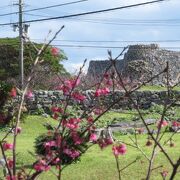 「今帰仁グスク桜まつり」開催よ