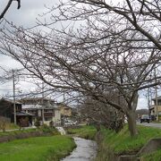 約４００本の桜並木です。