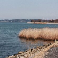 涸沼自然公園の湖岸風景