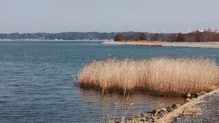 今年もオオワシが見られました。