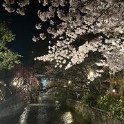 宵桜を堪能