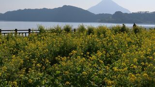 菜の花の撮影スポット