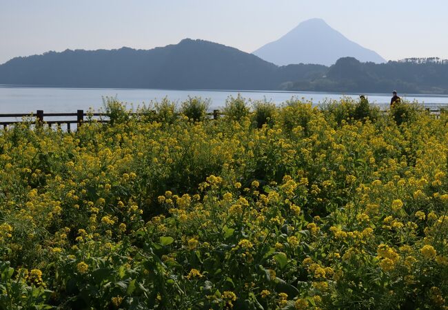 菜の花の撮影スポット