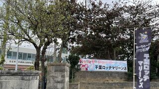 ロッテのキャンプ