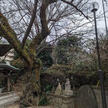 長禅寺 / Chozen-ji Temple