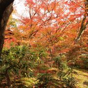 こぢんまりしているが、ほぼもみじ寺の感があります