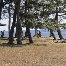 親沢公園キャンプ場周辺の松林風景