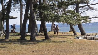 亜種オオダイサギかと思いましたが・・・？