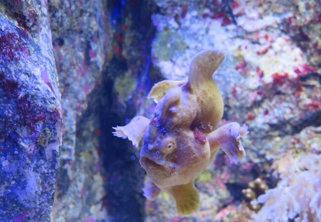 77%以上節約 沼津港深海水族館 シーラカンス ミュージアム 大人