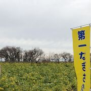 菜の花が悲惨なことに。