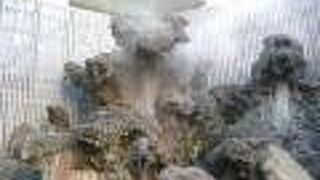 熱海七湯の一つ