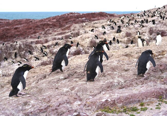 ペンギン島広域海洋公園