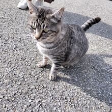 名物の駅長ネコさん