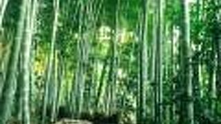 冬でも青々とした竹が美しい