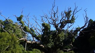 川棚のクスの森