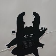 ヒラタクワガタの説明