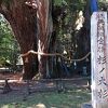  特別天然記念物杉の大木。