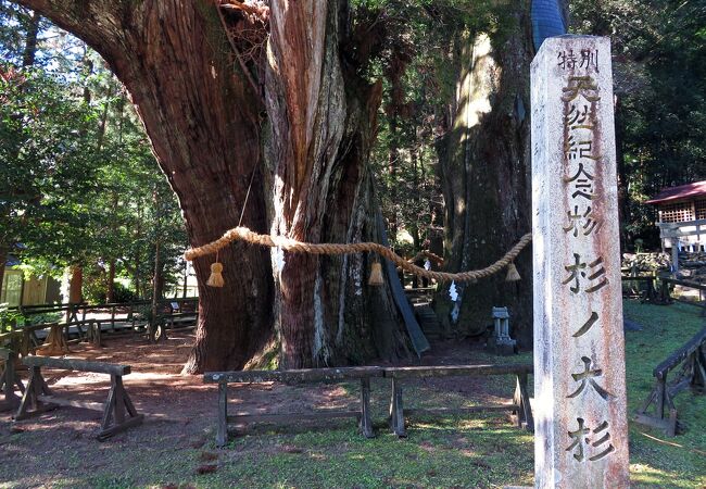  特別天然記念物杉の大木。