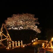 みなみの桜と菜の花まつりライトアップの竹灯りがありました。