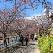 まだ満開ではなかったけど、平日だったけど、帰りは大渋滞！