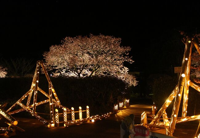 みなみの桜と菜の花まつりライトアップの竹灯りがありました。